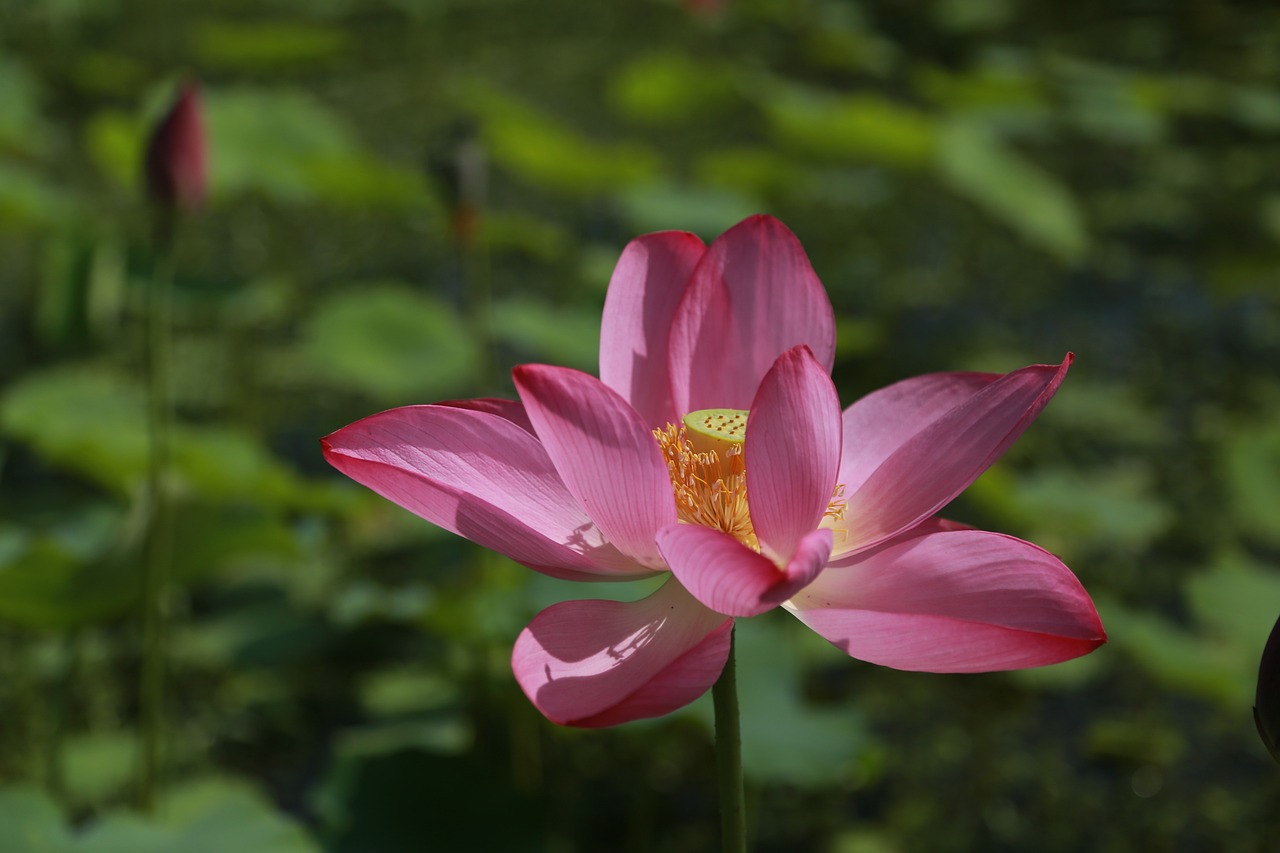 百合花在佛教中的寓意与象征，最新解读