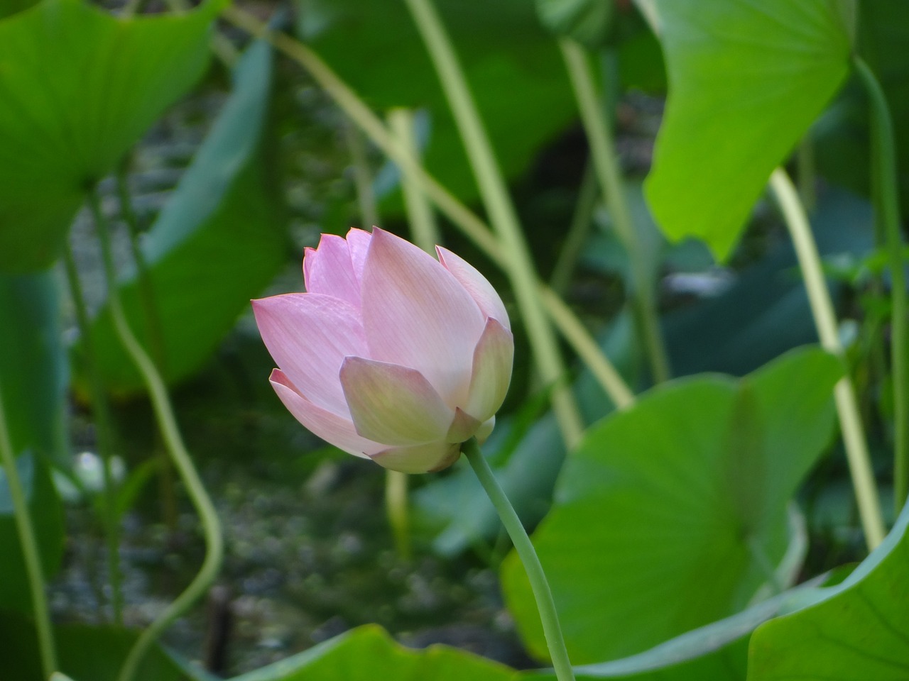 佛教莲花色彩