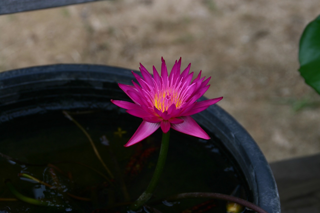 佛教莲花之色，何者为上？探寻莲花色彩的深层寓意